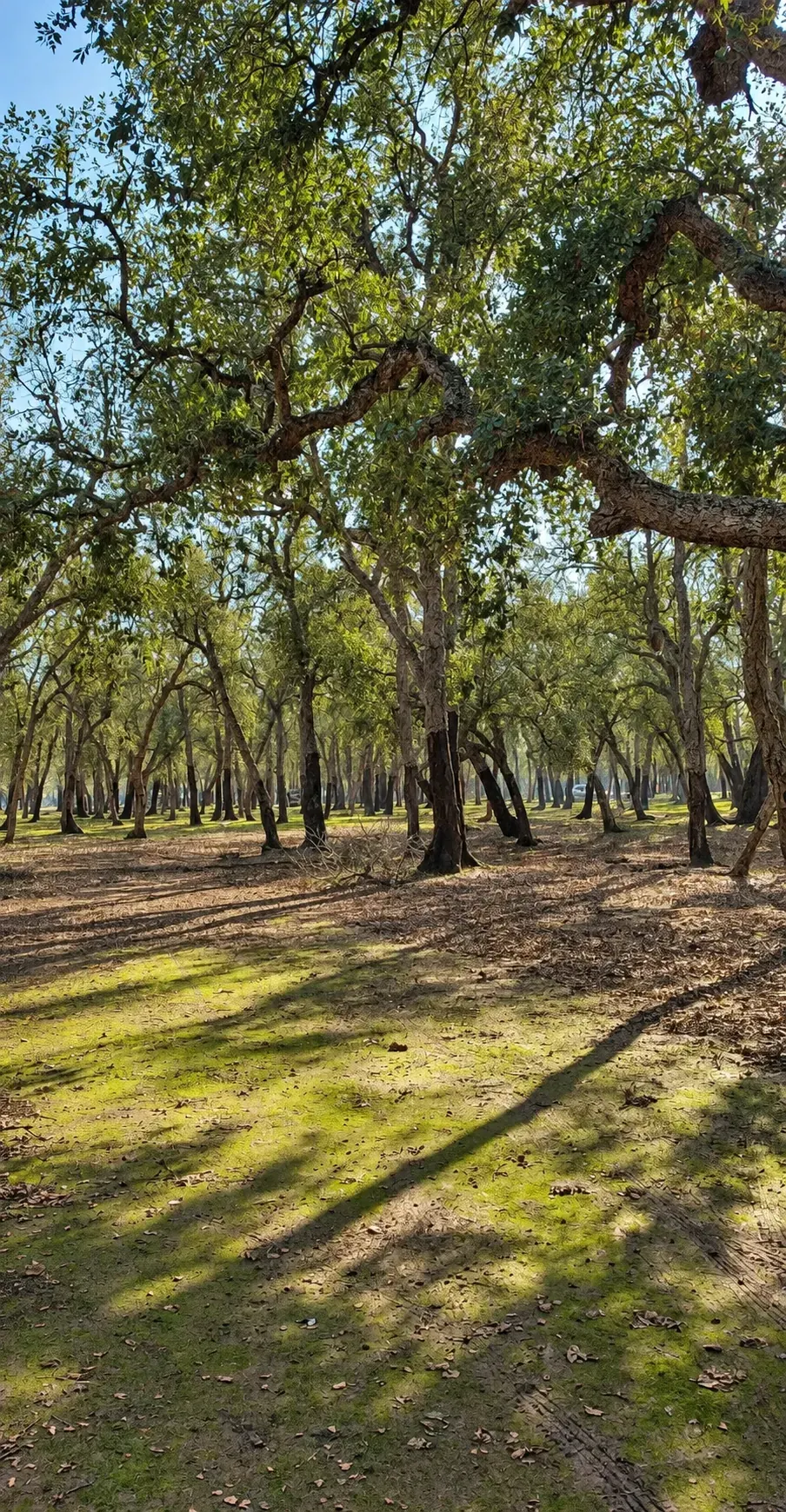 Sunlight falling through a woodland
